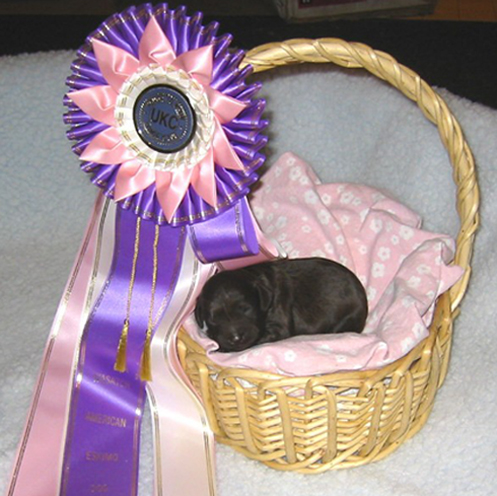 minnie-x-ben-puppy-in-basket-with-bis-ribbon.jpg