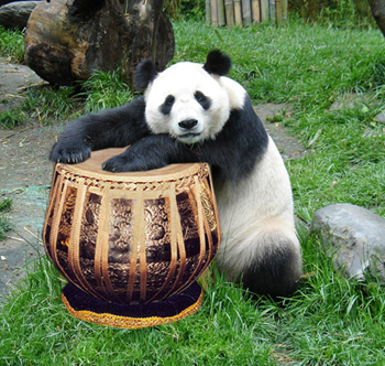 panda011.jpg